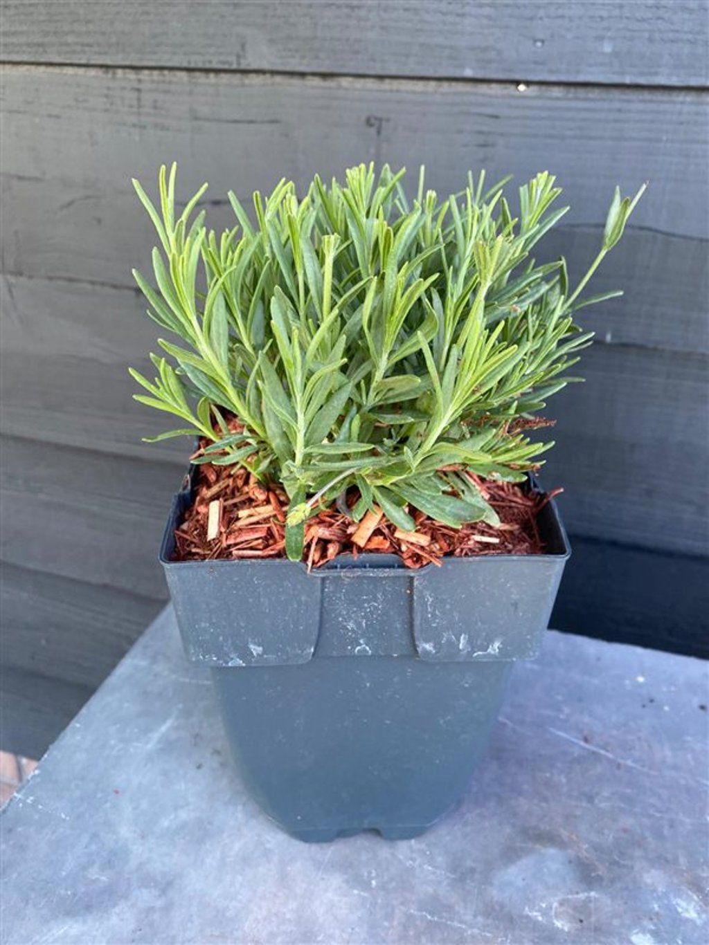 Lavandula ang. 'Hidcote' - C2